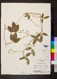 Teramnus uncinatus image