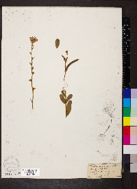 Tephrosia spicata image