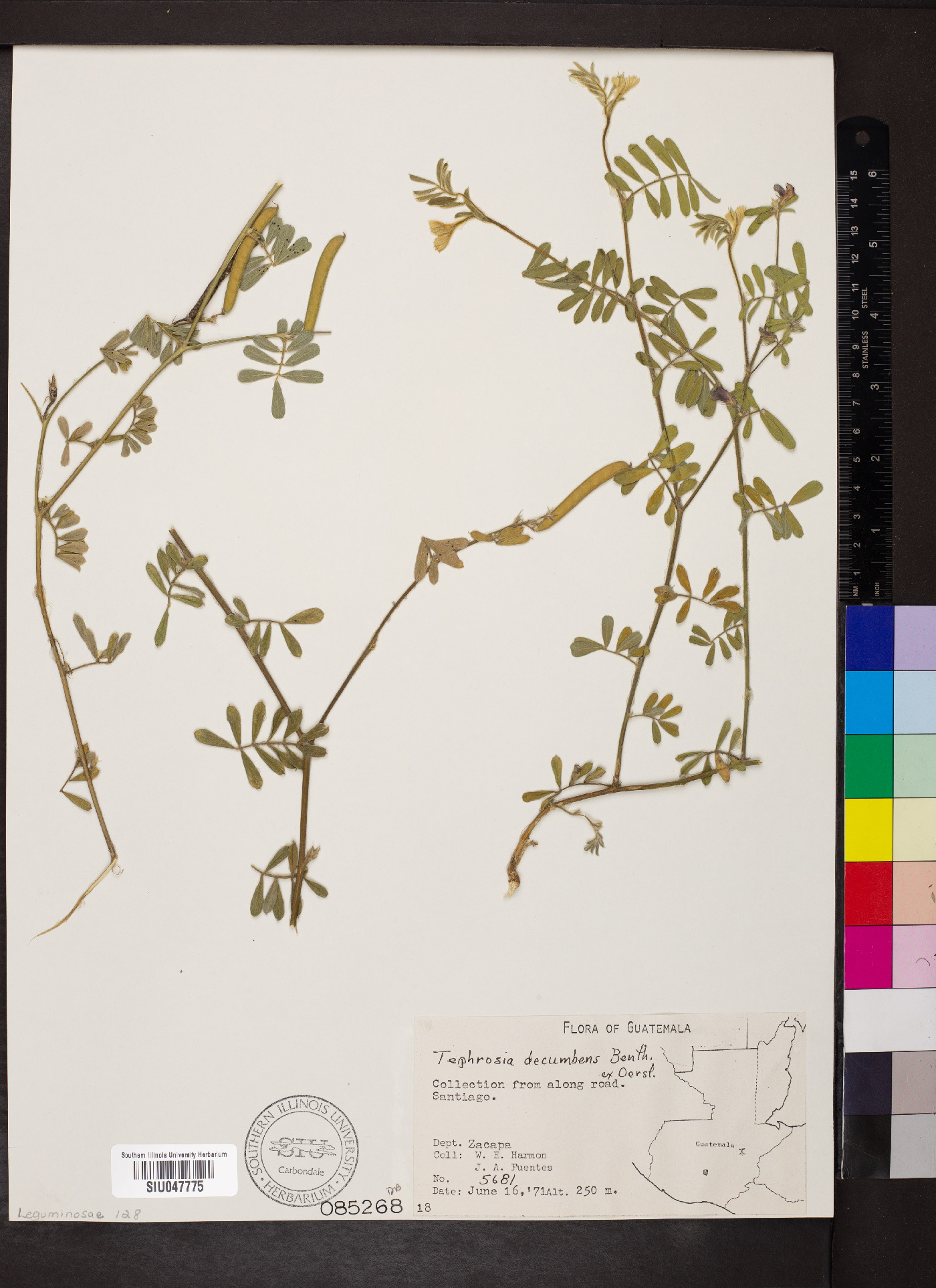 Tephrosia decumbens image