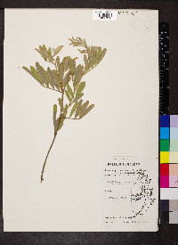 Tephrosia nitens image