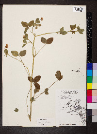 Trifolium hybridum image