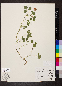 Trifolium hybridum image