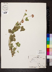 Trifolium hybridum image