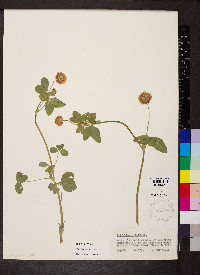 Trifolium hybridum image