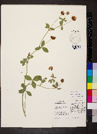 Trifolium hybridum image