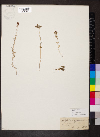 Trifolium aureum image