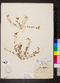 Trifolium dubium image