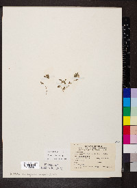 Trifolium dubium image