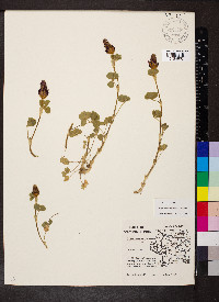 Trifolium incarnatum image