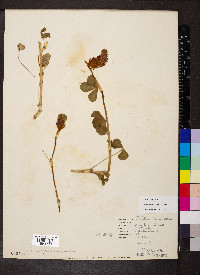 Trifolium incarnatum image