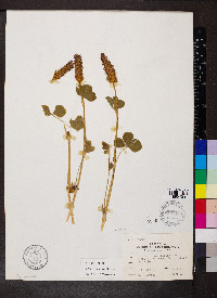 Trifolium incarnatum image