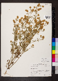 Trifolium arvense image