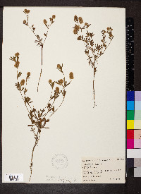 Trifolium arvense image