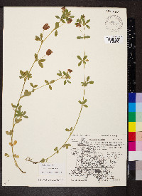 Trifolium aureum image