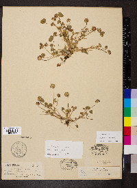 Trifolium barbigerum image