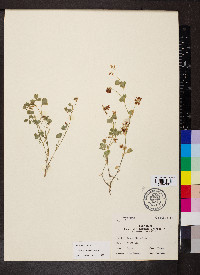 Trifolium breweri image