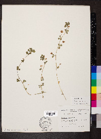 Trifolium dubium image