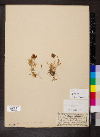 Trifolium dasyphyllum subsp. dasyphyllum image