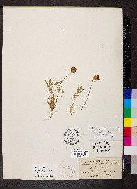 Trifolium dasyphyllum subsp. dasyphyllum image