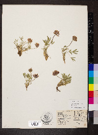 Trifolium dasyphyllum subsp. dasyphyllum image