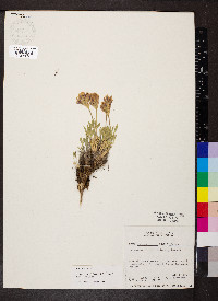 Trifolium dasyphyllum image