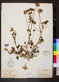 Trifolium fucatum image