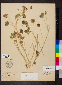 Trifolium fucatum image