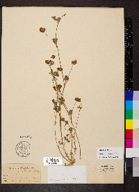 Trifolium gracilentum image