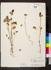 Trifolium incarnatum image