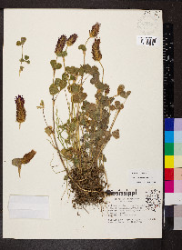 Trifolium incarnatum image