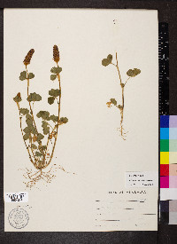 Trifolium incarnatum image