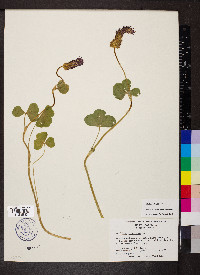 Trifolium incarnatum image