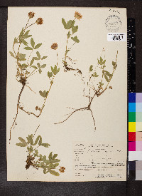 Trifolium longipes image