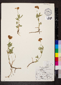 Trifolium longipes image