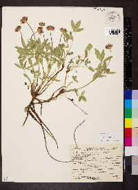 Trifolium longipes image
