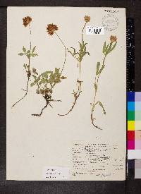 Trifolium longipes image