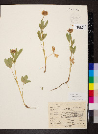 Trifolium longipes image