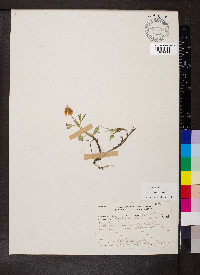 Trifolium longipes image