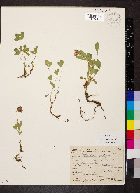 Trifolium longipes image