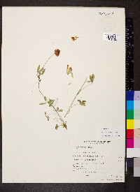Trifolium longipes image