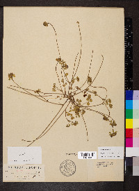 Trifolium macraei image