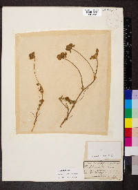 Trifolium macraei image