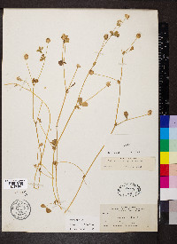 Trifolium microcephalum image