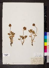 Trifolium parryi image