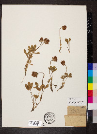 Trifolium parryi image