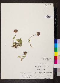 Trifolium parryi image