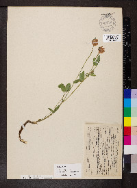 Trifolium productum image