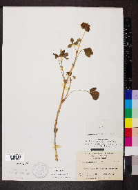 Trifolium reflexum image