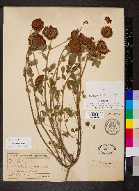 Trifolium reflexum image