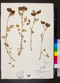 Trifolium reflexum image